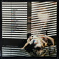 SIOUXSIE AND THE BANSHEES - KALEIDOSCOPE (USED VINYL 1980 JAPAN M-/EX+)