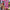 DEEE-LITE - INFINITY WITHIN (2LP) VINYL