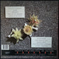 SCREAMING TRIBESMEN - BONES AND FLOWERS (USED VINYL 1987 AUS M-/M-)