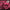 NICK LOWE - PINKER AND PROUDER THAN PREVIOUS (PINK COLOURED) (USED VINYL 1988 UK M-/M-)