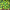 C418 - MINECRAFT VOLUME ALPHA (GREEN COLOURED) (USED VINYL 2015 US M-/M-)