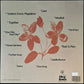 BEABADOOBEE - FAKE IT FLOWERS (RED COLOURED) (USED VINYL 2020 UK M-/M-)