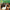 BEACH BOYS - PET SOUNDS (MONO) (ANALOGUE PRODUCTIONS) (2LP/180GM/45RPM) VINYL
