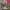 MYSTERY LIGHTS - TOO MUCH TENSION! (PINK/MAGENTA COLOURED) (USED VINYL 2019 US M-/M-)