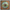 GRATEFUL DEAD - AMERICAN BEAUTY (50TH ANNIVERSARY) (180GM) VINYL