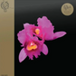 OPETH - ORCHID (2LP) (RED COLOURED) VINYL