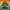 TASH SULTANA - TERRA FIRMA (2LP) VINYL