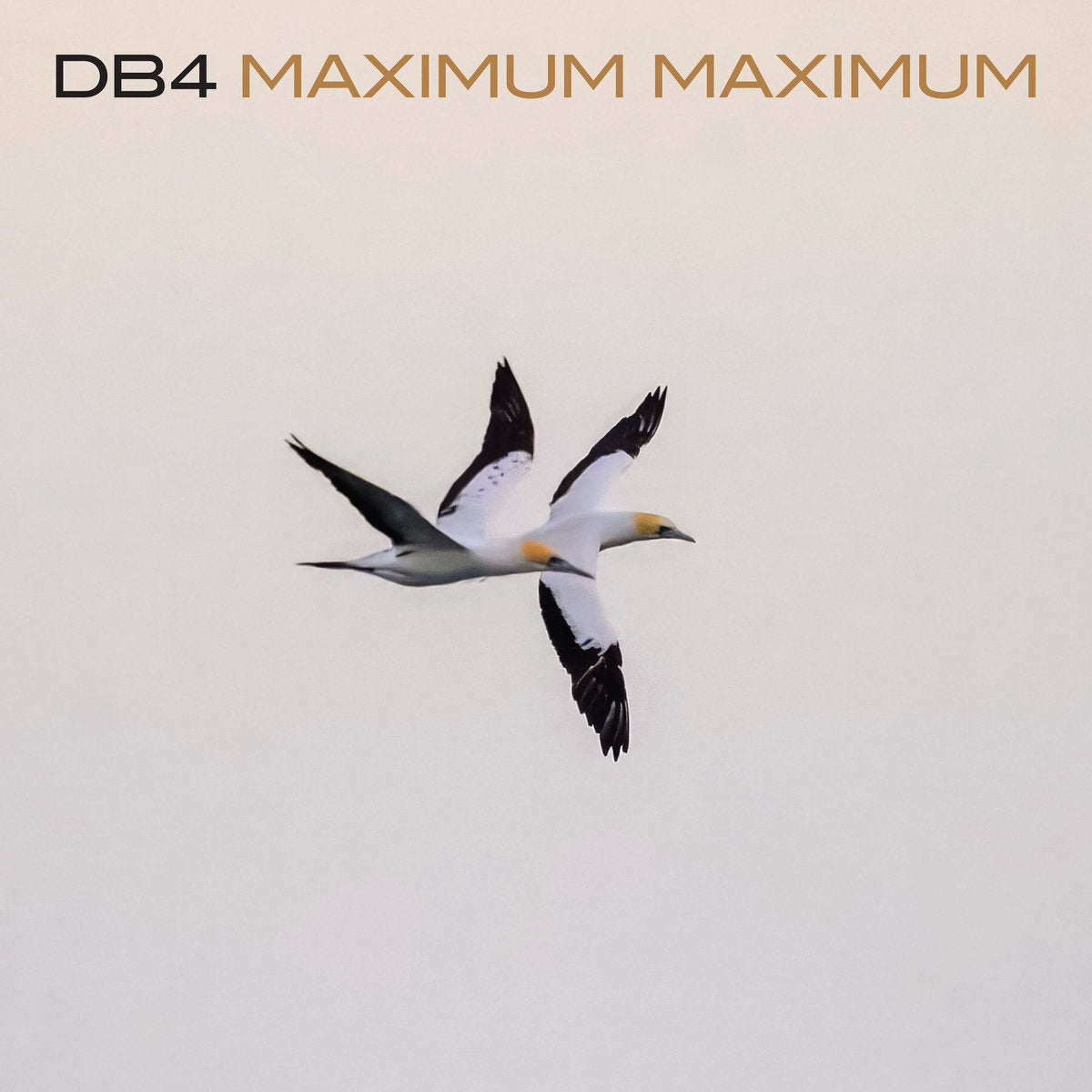 DB4 - MAXIMUM MAXIMUM VINYL