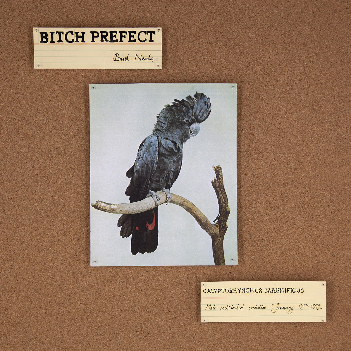 BITCH PREFECT - BIRD NERDS VINYL