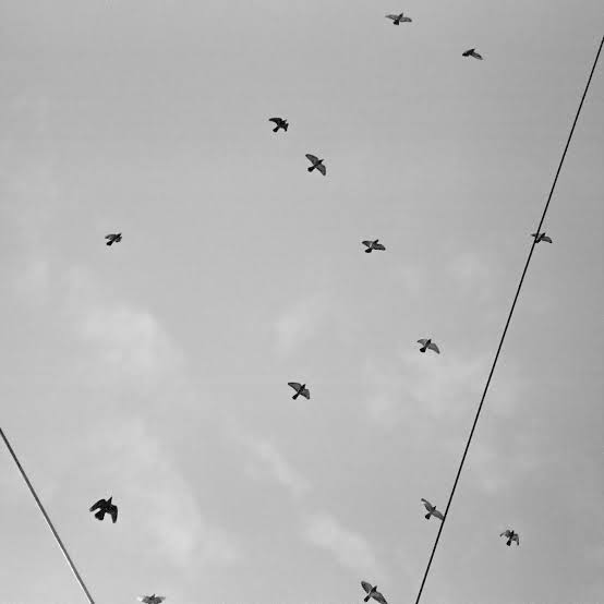 STARTIME - DYING BIRDS CASSETTE