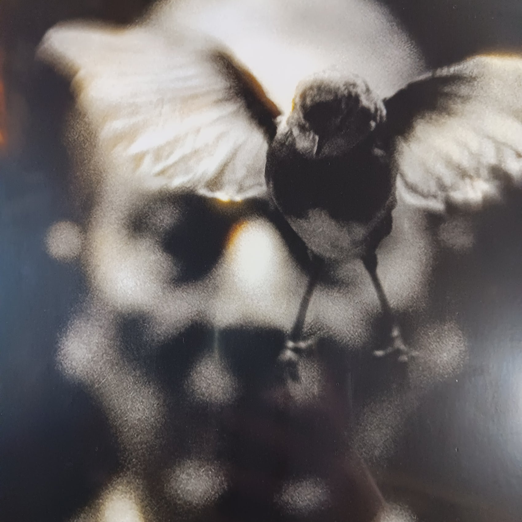 WUNDERHORSE - MIDAS VINYL