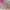 NICKI MINAJ - PINK FRIDAY (2LP) (PINK COLOURED) VINYL