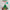 VINCE GUARALDI - A CHARLIE BROWN CHRISTMAS (GREEN COLOURED) VINYL