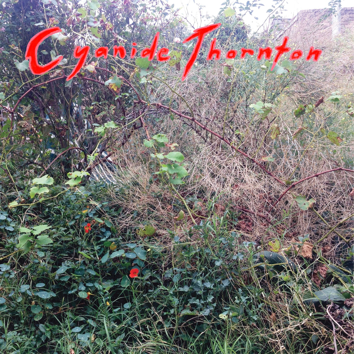 CYANIDE THORNTON - CYANIDE THORNTON VINYL