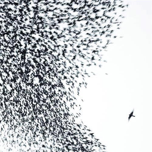 WILCO - SKY BLUE SKY (2LP) VINYL