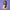 OLIVIA RODRIGO - SOUR (X-RATED) CD