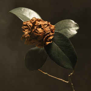 ST. PAUL & THE BROKEN BONES - YOUNG SICK CAMELLIA VINYL