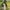 RYLEY WALKER - PRIMROSE GREEN VINYL